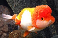 900+ Aquarium Fish - Fancy Goldfish ideas | aquarium fish, goldfish, fish