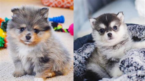 Pomsky - 12 Surprising Facts About Pomeranian Husky Mix | Pomeranian husky, Pomsky dog, Husky mix