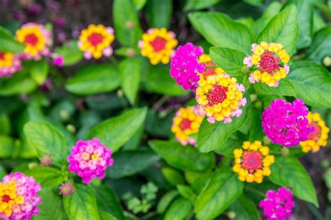 Lantana Plants: Care and Growing Guide