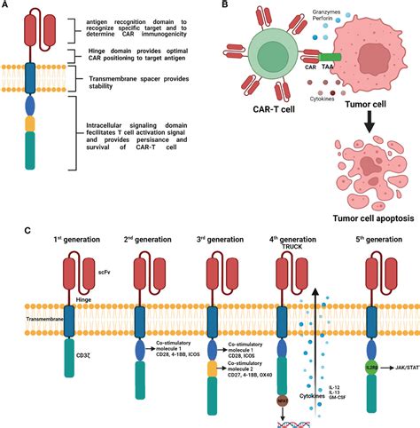 Frontiers | Utility and Drawbacks of Chimeric Antigen Receptor T Cell (CAR-T) Therapy in Lung Cancer