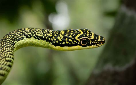 Ornate Flying Snake - Golden Flying Snake - Chrysopelea paradisi — HongKongSnakeID.com