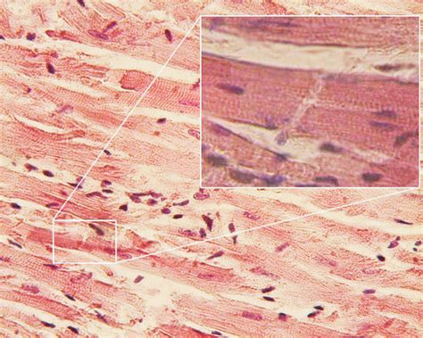 Cardiac muscle - Wikipedia