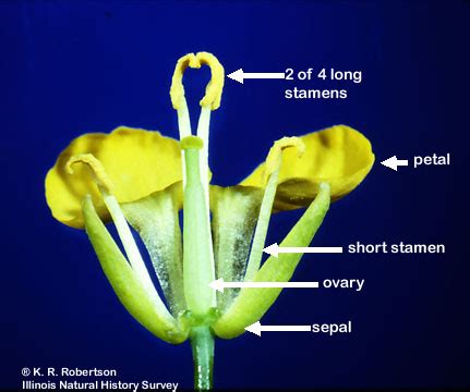 Digital Flowers