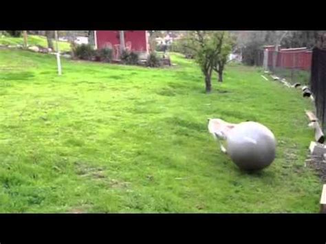 Australian Cattle Dog herding the exercise ball - YouTube