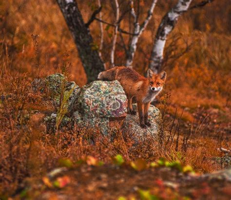 Red Fox (Vulpes vulpes) | about animals