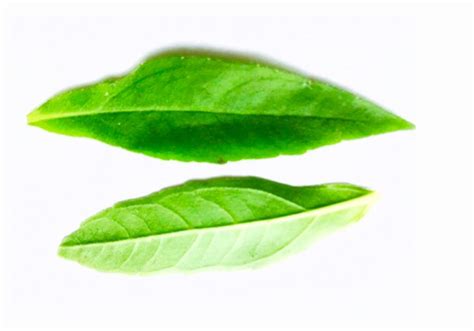 Bhringaraj Benefits, Uses, Side Effects According to Ayurveda