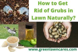 How to Get Rid of Grubs in Lawn Naturally? - Green Lawn Cares