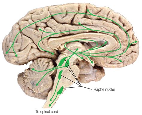 Drugs Affect Many Brain Pathways