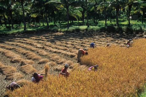 For a Time, Organic Farming Thrived in One Indian Village - Newsweek