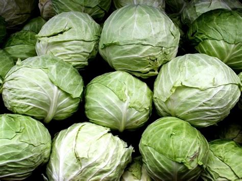 10 Types of Cabbage – Complete List and Guide - Northern Nester