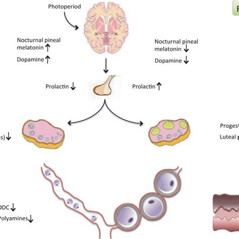 Examples of embryonic diapause in placental mammals | Download Table