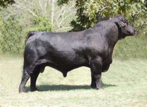 Brangus Bull Reptiles Pet, Mammals, Aberdeen Angus, Taurus Bull, Bull ...