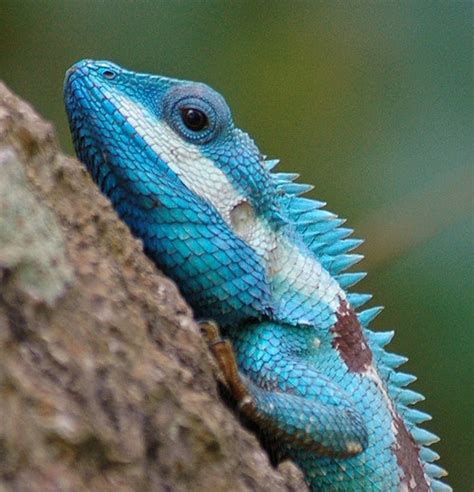 Blue Crested Lizard | Animals Library