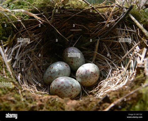 Mistle thrush eggs hi-res stock photography and images - Alamy