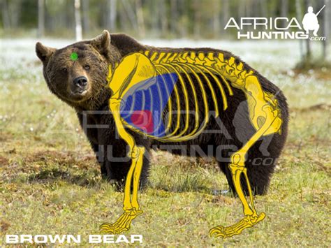 HUNTING Brown Bear | AfricaHunting.com