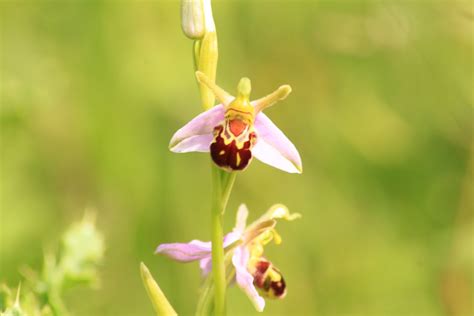 Around the place: Bee orchid