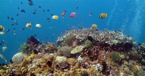 Snorkeling and Diving in Balicasag Island, Bohol, Philippines | PINOY BOY JOURNALS