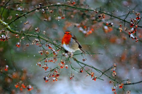 Tottenham Marshes | A Snowy Bird Survey on 20th January 2013