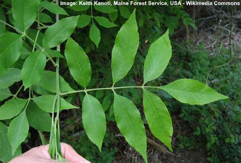 Green Ash Tree: Leaves, Bark (Pictures) - Identification and Care