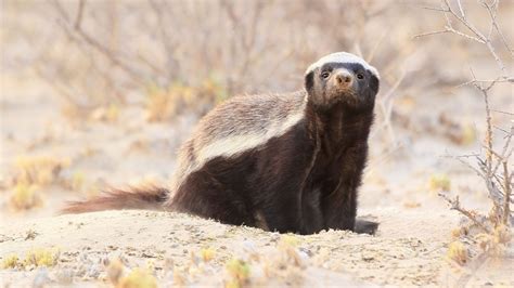 Honey badgers, sales and objection handling