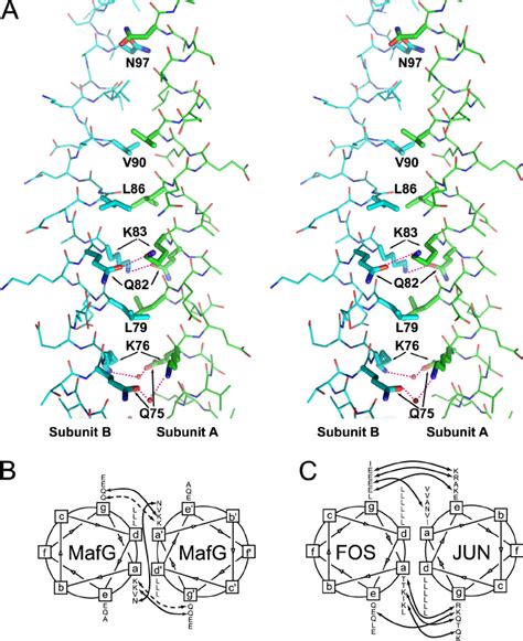 Interhelical interactions. (A) Detailed view of the leucine zipper... | Download Scientific Diagram