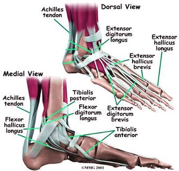 Diagram Foot Anatomy Mw Image - Graph Diagram