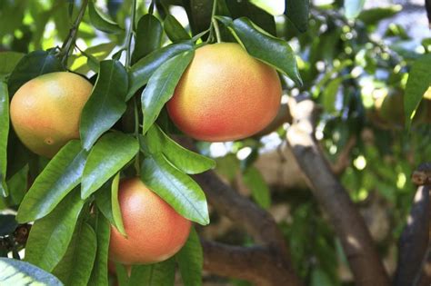 How To Maintain A Grapefruit Tree at William Haines blog