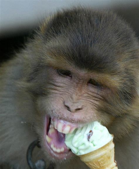 Monkey | Eating ice cream, Monkey, Pet monkey