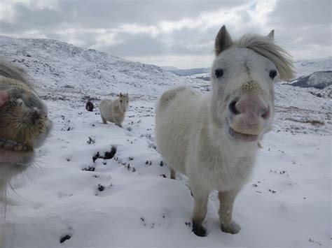 Animals In Snowdonia - Photos All Recommendation