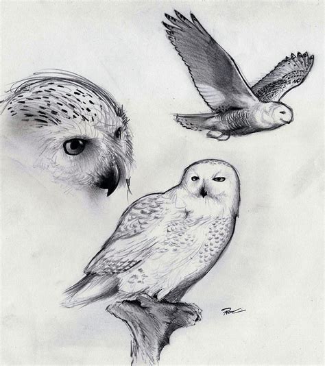 Snowy Owl by RobtheDoodler on DeviantArt