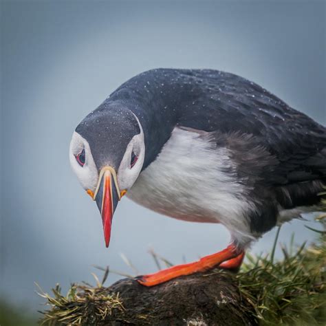 Meet the peculiar puffins in Iceland