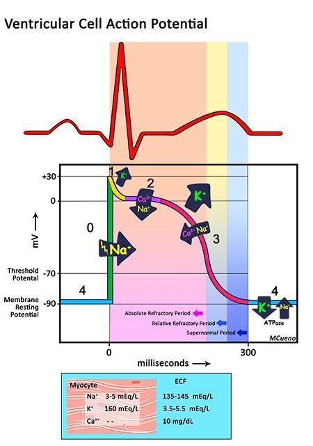 Action potential of ventricular myocyte and EKG Nursing School Studying ...