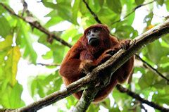 √ Tropical Rainforest Ecosystem Animals - Alumn Photograph