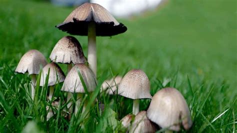 Inky Cap Mushrooms: Identification, Foraging, and Cooking - Mushroom Appreciation