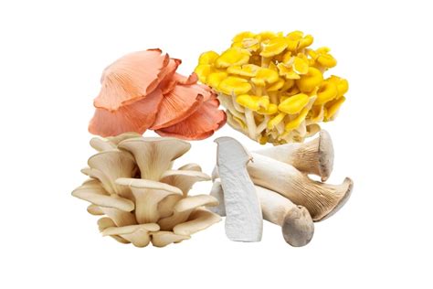 Common Types of Oyster Mushrooms for Cooking - My Pure Plants