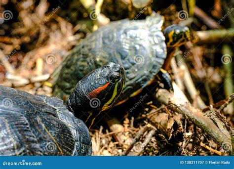 Red-eared sliders stock image. Image of striped, pets - 138211707