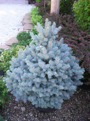 Sester Dwarf Spruce | Miller Nursery