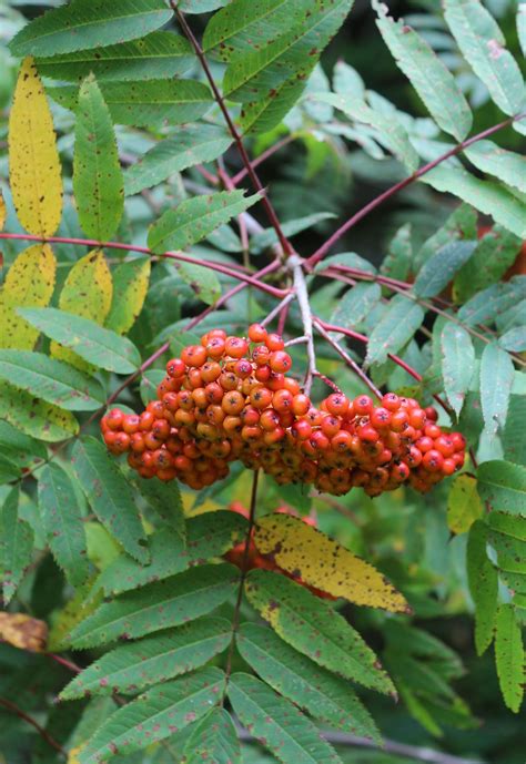 11 Best Trees to Plant for New England-Style Foliage - Gardenista | Trees to plant, Native plant ...