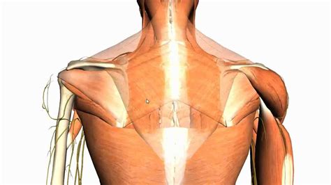 Ja! 44+ Grunner til Back Of Neck Anatomy! An overview of the anatomy of ...