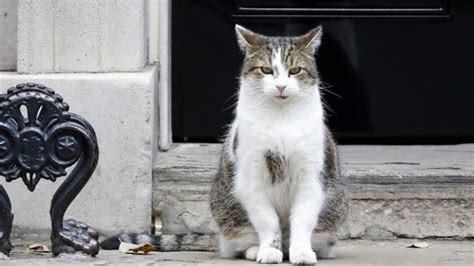 Larry, 10 Downing Street cat makes PM bid — Don't Panic! Lighten Up ...