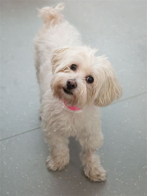 NY, NY Lovely Senior looking for a home -- Myla - Animal Haven ...