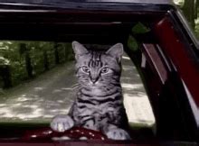 Cat Driving Serious GIF – Cat Driving Serious Cat – Löydä ja jaa GIFejä