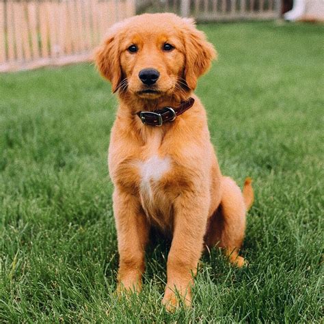 Red Golden Retriever Puppies Southern California - Puppies Pict