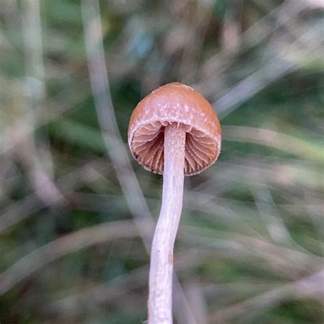 Psilocybe Fimetaria identification guide : r/fimetaria