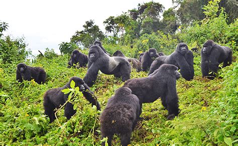 RWANDA GORILLA TOURS - Wild Peak Adventures