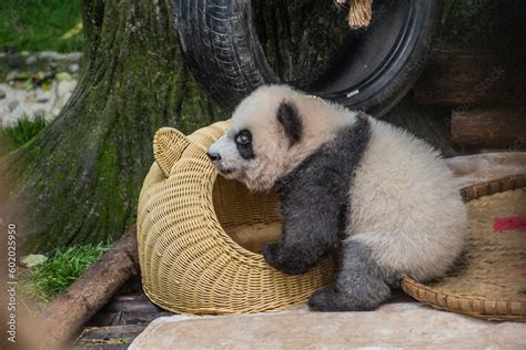 Baby Giant Panda (Ailuropoda melanoleuca) at the Giant Panda Breeding ...