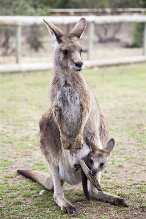 Kangaroo Family stock photo. Image of symbol, humorous - 74944750