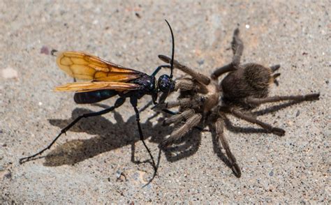 A tarantula hawk wasp attacking its large arachnid prey.... | Tarantula ...