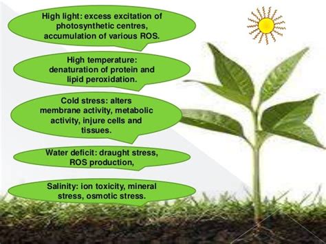 Abiotic stress classification and factors