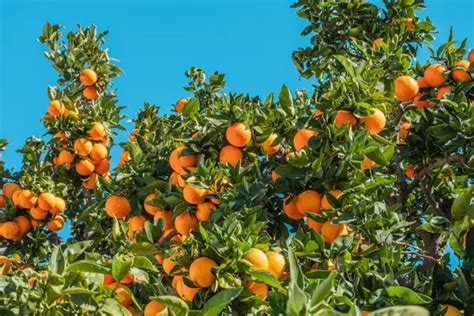 Orange Trees UK | Growing & Care of Orange Trees - Fruit Expert